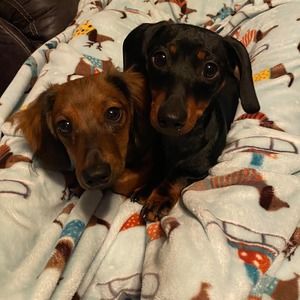 Meet your Posher, Harlow-holly